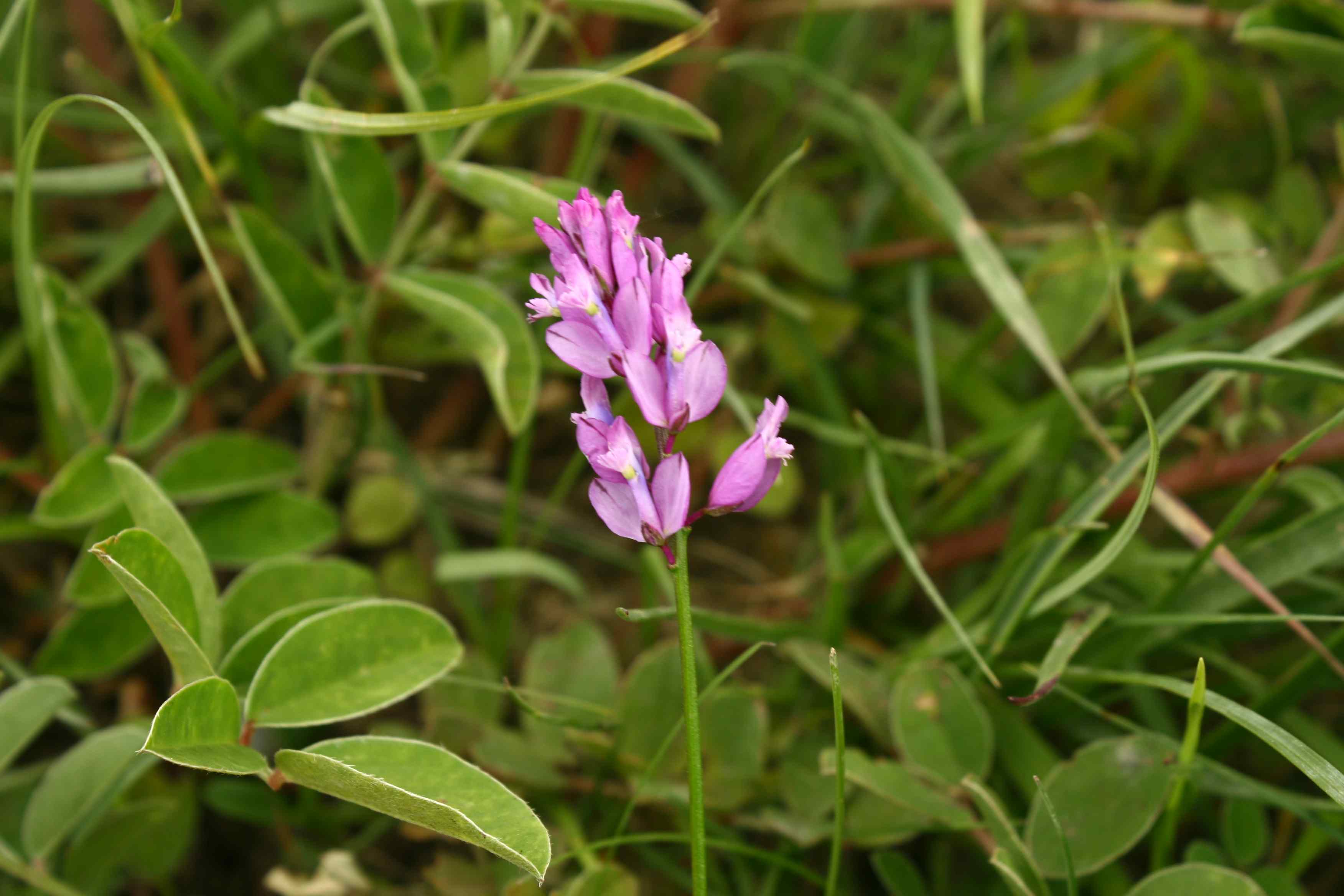 Polygala cfr. nicaeensis